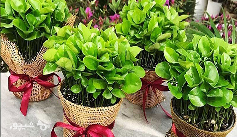 آب دهی سبزههای خلاق نوروزی آب دهی به سبزههای خلاق عید نوروز