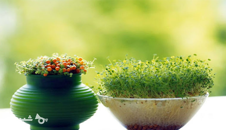 سبز کردن سبزه نوروزی شروع سبز کردن سبزه نوروزی